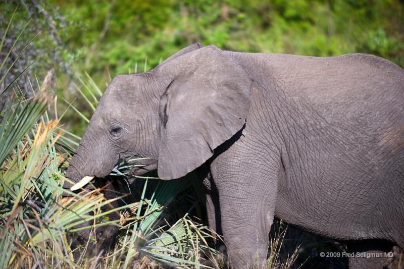 20090614_160433 D3 X1.jpg - Following large herds in Okavango Delta